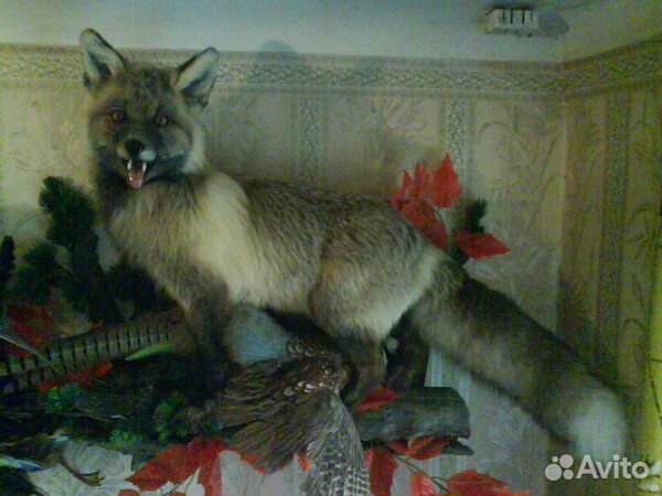 Изготовление чучел зверей и птиц реставрация