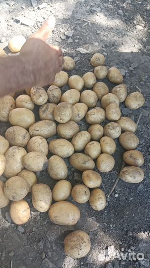 Продам картофель оптом