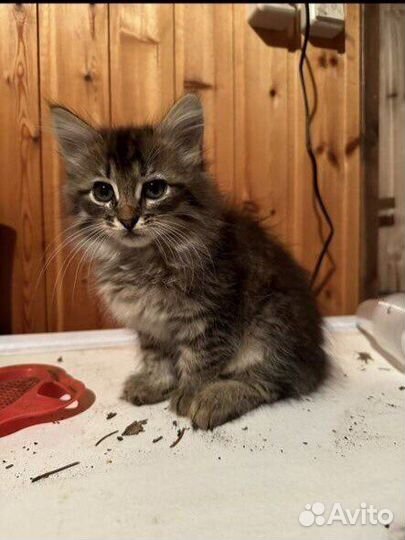 Отдаю даром Котята маленькие 1,5-2 месяца