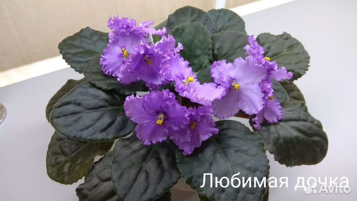 Сортовые фиалки
