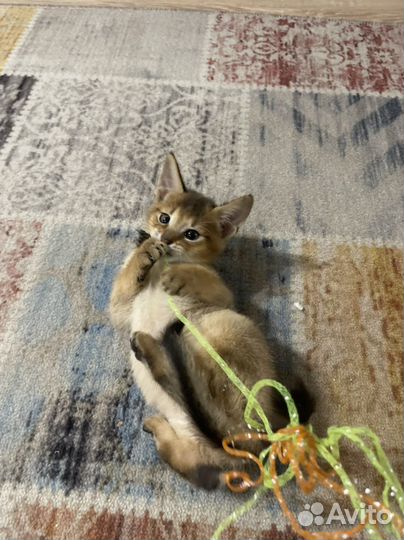 Чаузи f2 и f4, бенгалы