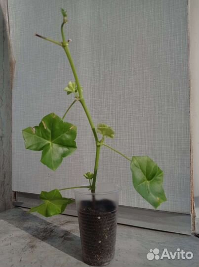 Пеларгония Pink Chart