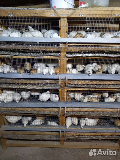 Перепелки несушки