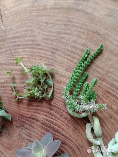 Суккуленты набором