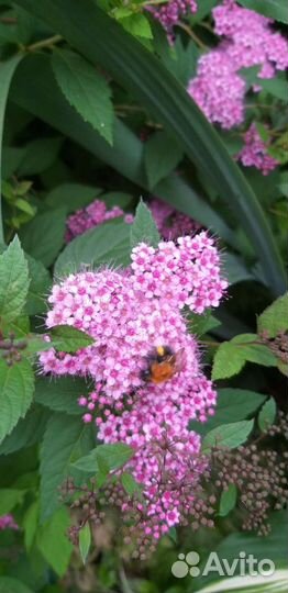 Декоративные и ягодные кустарники