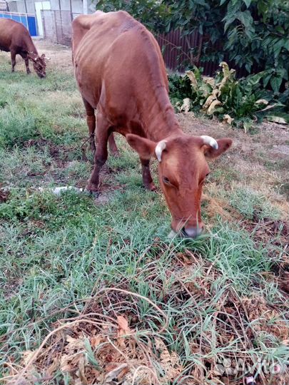 Корова стельная дойная