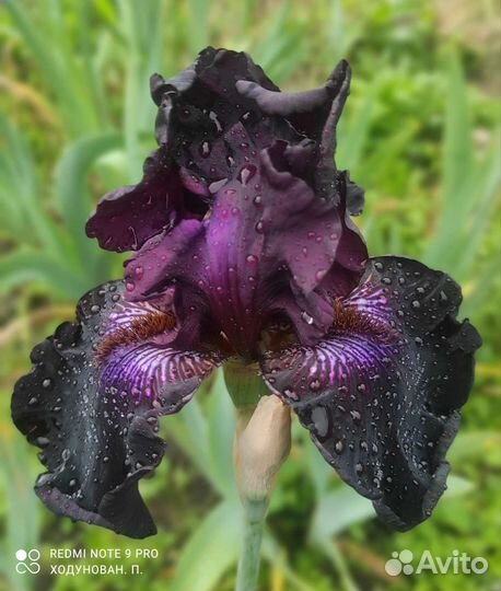 Ирис бордатый Американ Классик