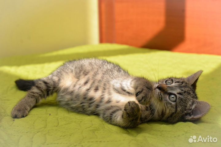 Котенок девочка очень ласковая мечтательная 2 мес