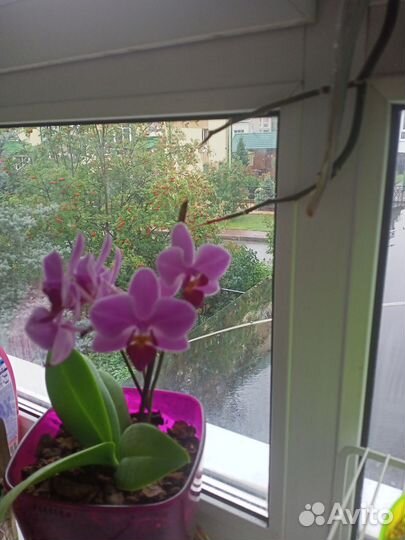 1 Плюмерия 2 цветение 3 денежное дерево