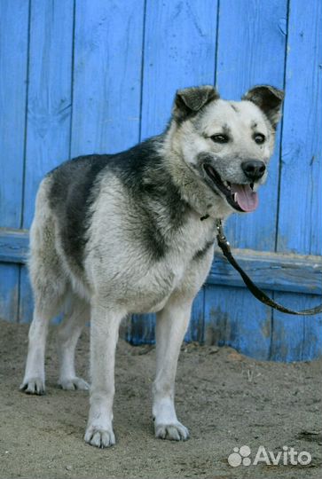 Север ищет дом