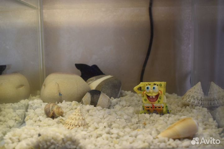 Аквариум со всем содержимым