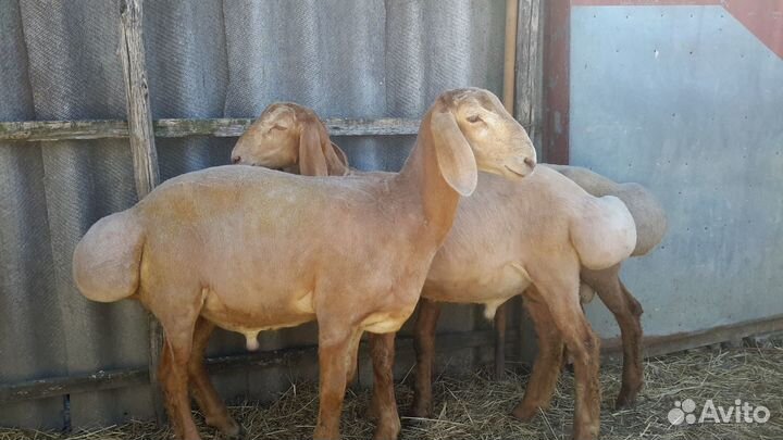 Баранчики Гиссарской породы