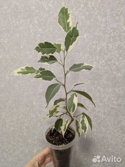Фикус бенджамина лакия