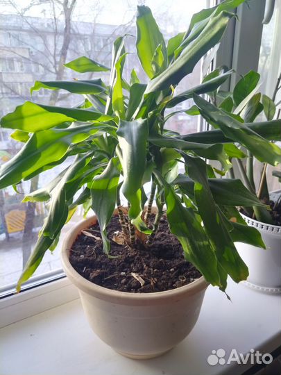 Цветы домашние