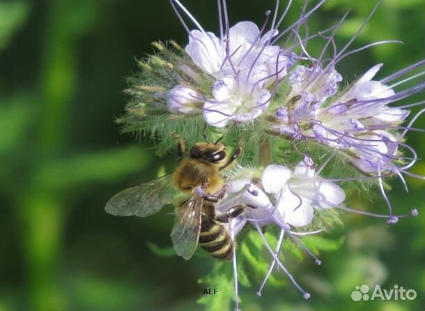 Мед 24 года натуральный оптом