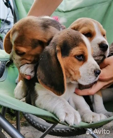 Щенки бигль