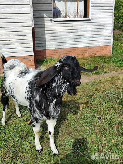 Вязка. Козёл Битал/Нубийский