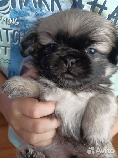 Щенки пекинеса
