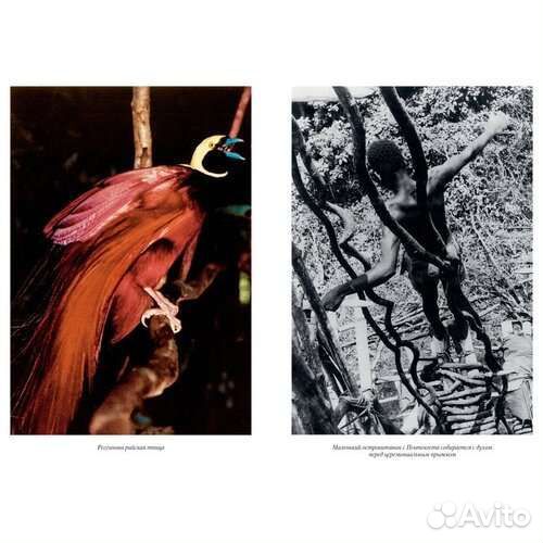 Аттенборо Д. 