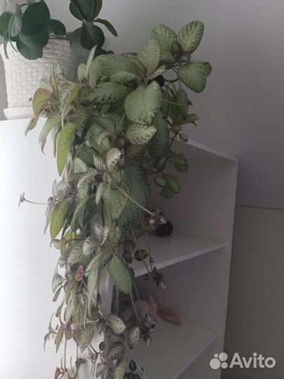 Коллекция домашних цветов