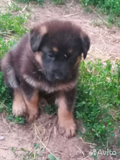 Немецкая овчарка