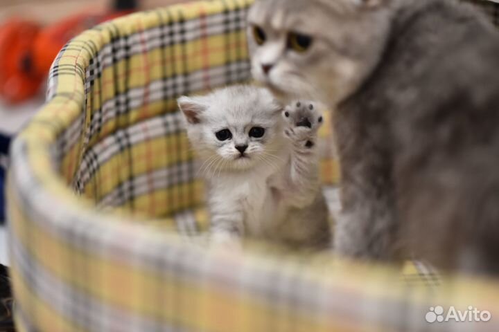 Шотландские котята