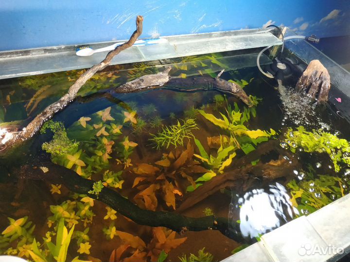 Аквариумные растения