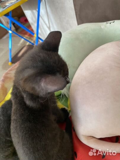 Котята мальчики
