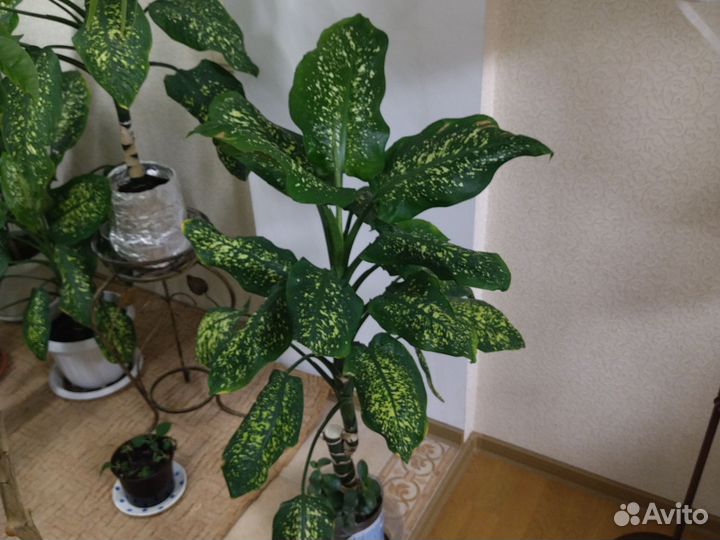 Диффенбахия