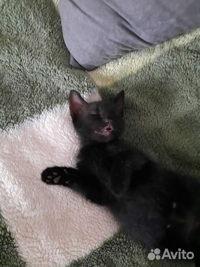 Очаровательные котята ищут добрых хозяев