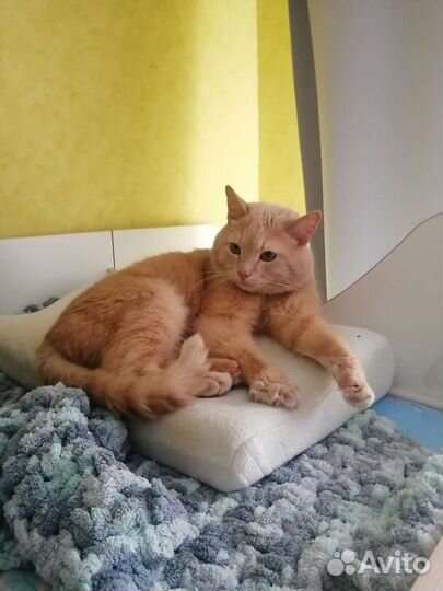 Отдам в добрые руки