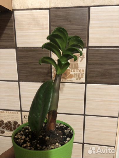 Замиокулькас Зензи