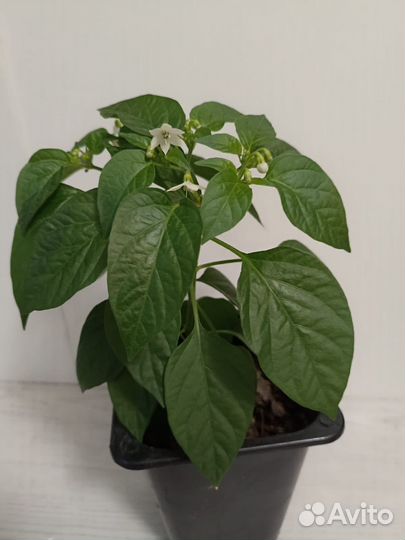 Перец острый красный