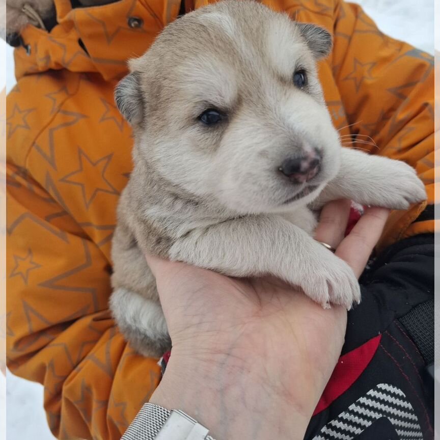 Щенки хаски бесплатно в добрые руки