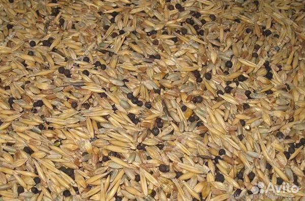 Семена яровых зернобобовых смесей