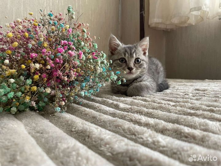 Британская кошечка