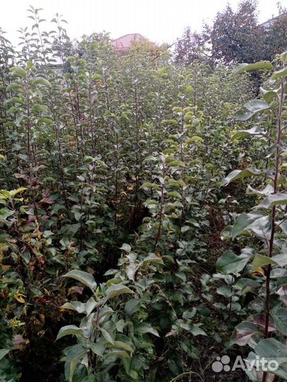 Саженцы яблонь