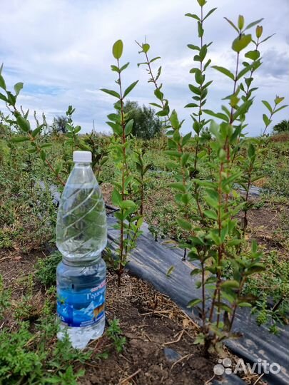 Саженцы чёрной смородины,крыжовника,жимолости и тд