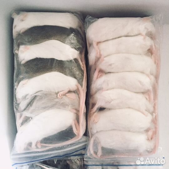 Мыши крысы кормовые