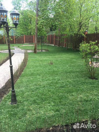 Рулонный газон