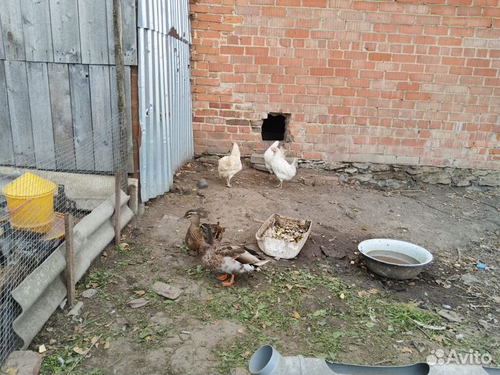 Селезень и утка дикие