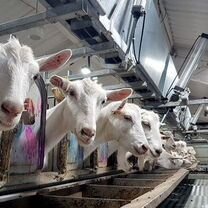 Продам ферму разведения коз Зааненской породы508га