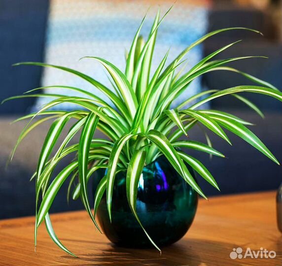 Хларафитрум