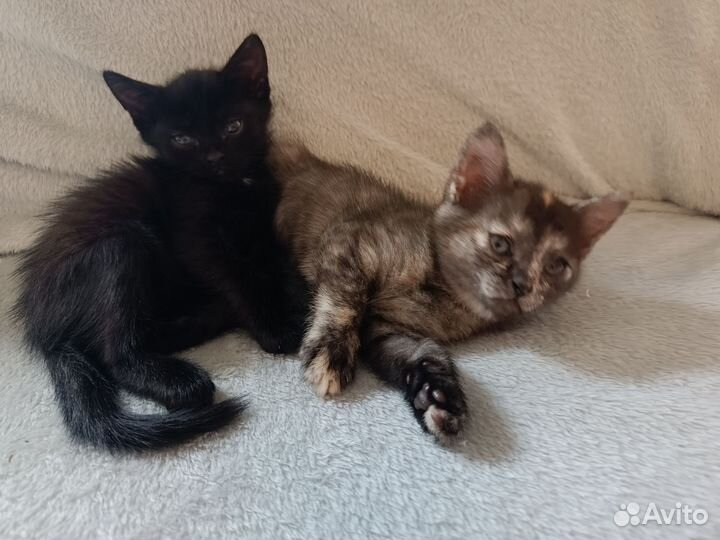 Отдам котят в добрые и заботливые руки