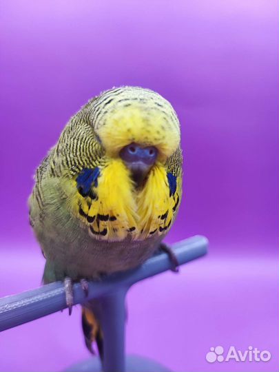 Чех, ввп Волнистый попугай ручной Подарок