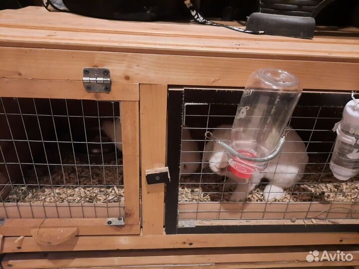 Декоративные кролики вислоухие