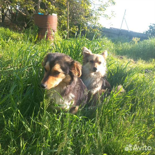 Собака щенки