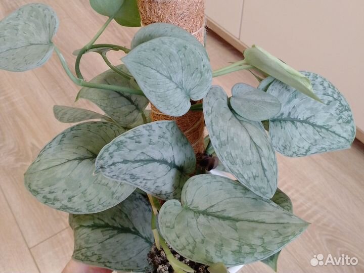 Сциндапсус Silver cloud