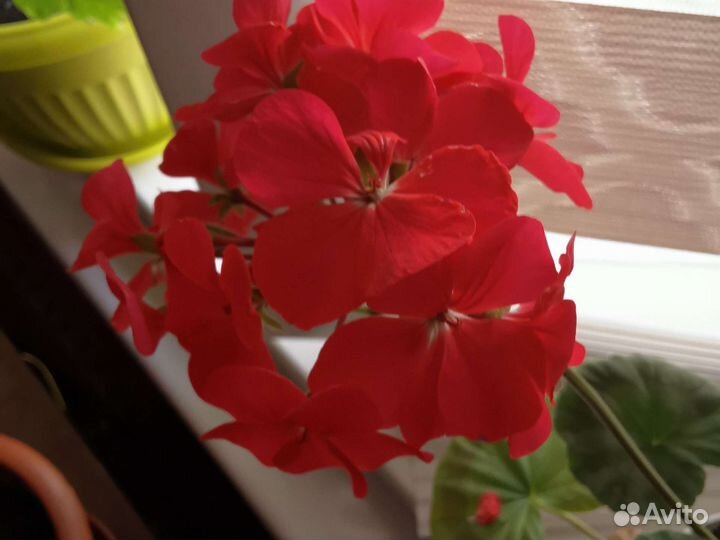 Пеларгонии зональные