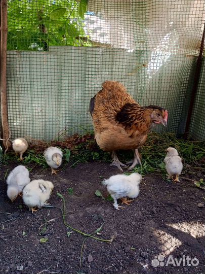 Наседка с цыплятами